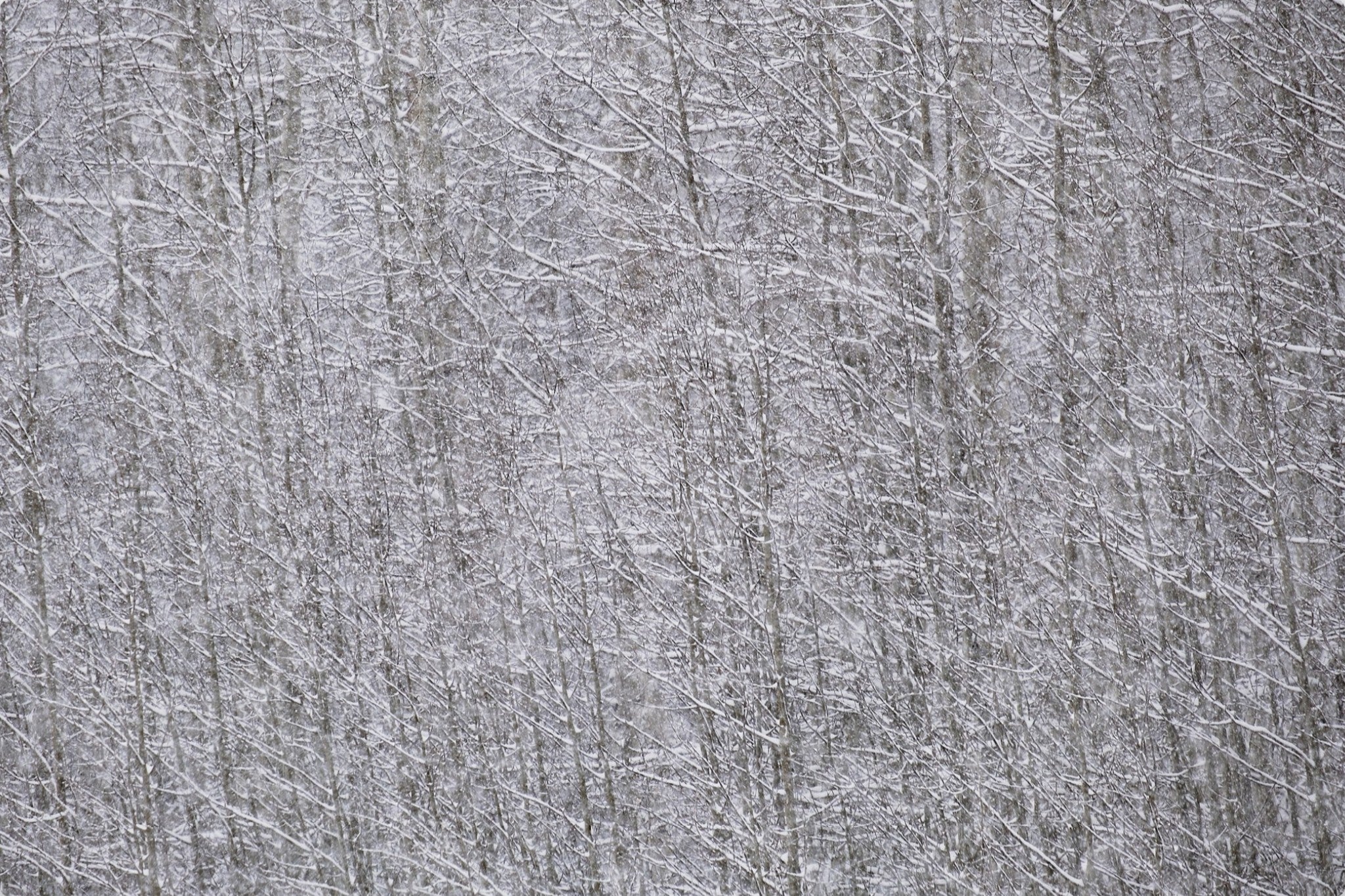 Heavy Snow & Forest Abstract I