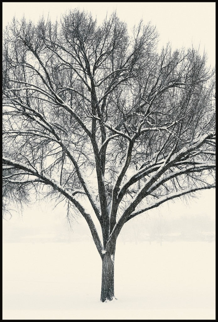 Monochrome Tree in Snow I