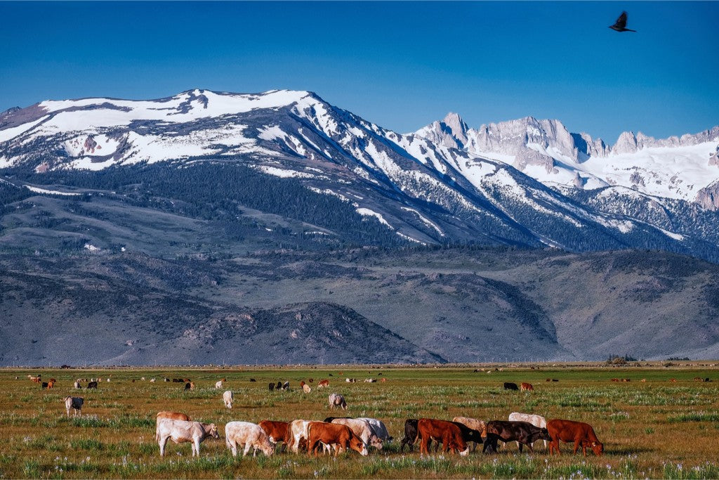 California Pasture