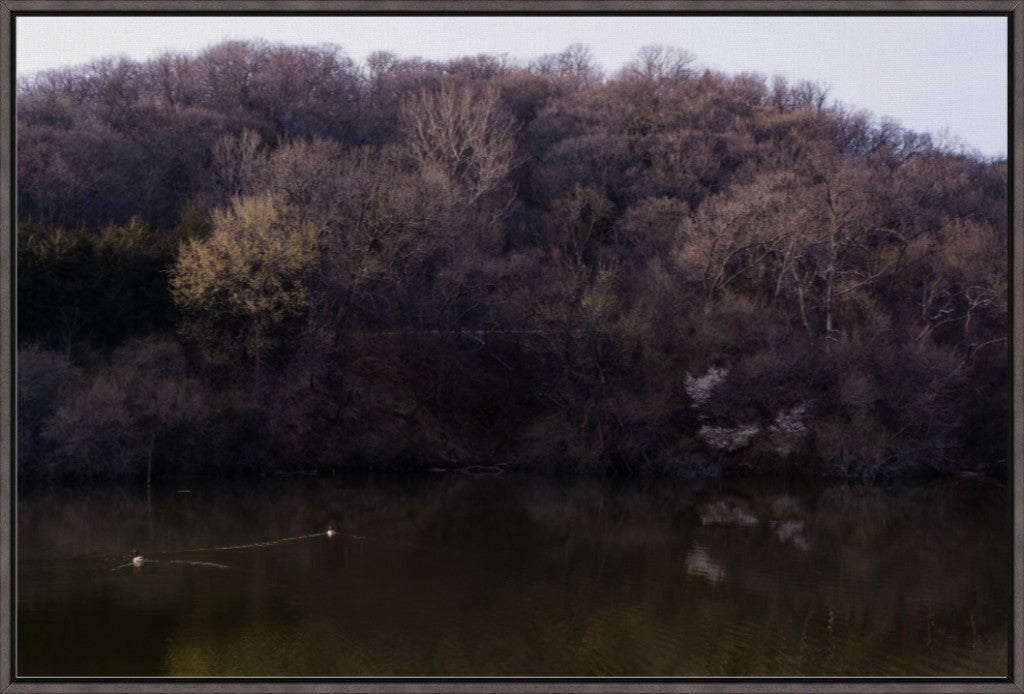 Dogwood Reflections I