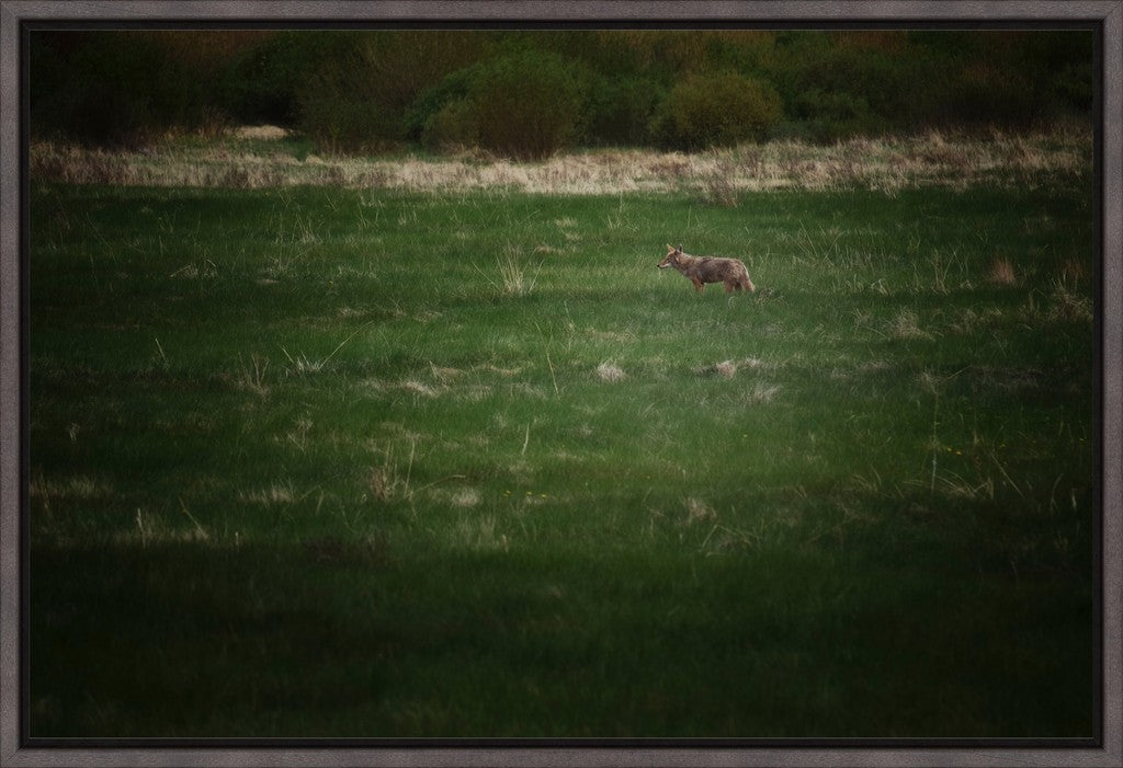 Rocky Mountain Coyote