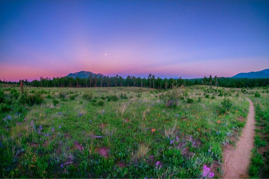 Burn Area Wildflowers