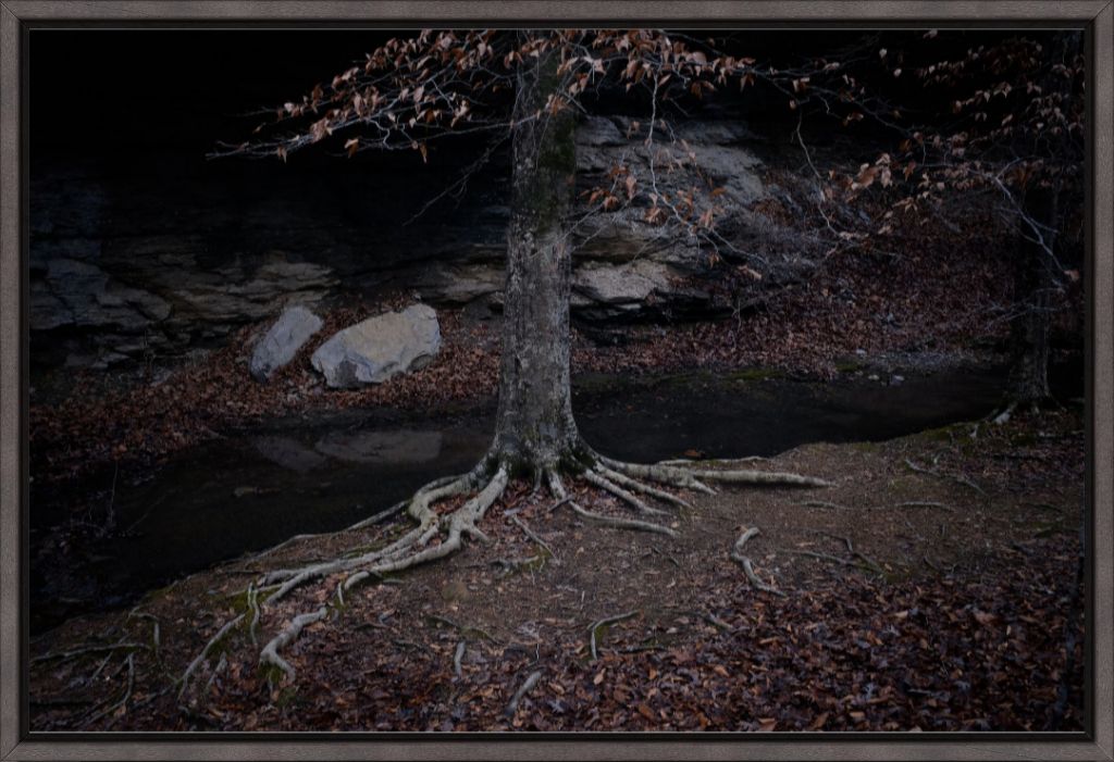 Winter Roots