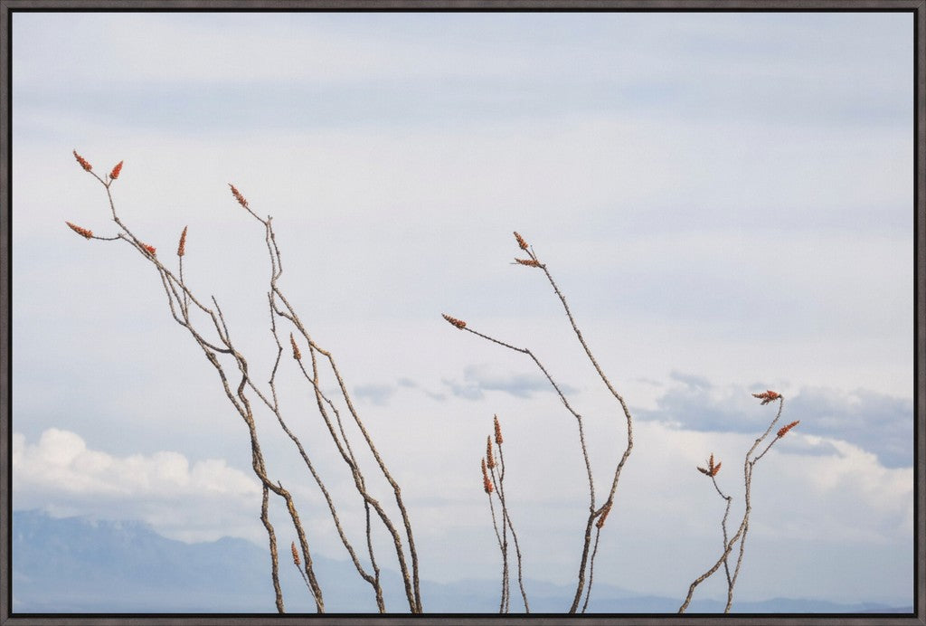 Ocotillo and Clouds