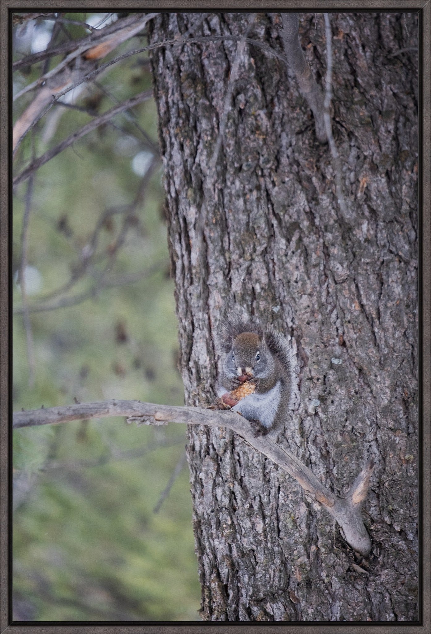 Squirrel & Pine Cone II