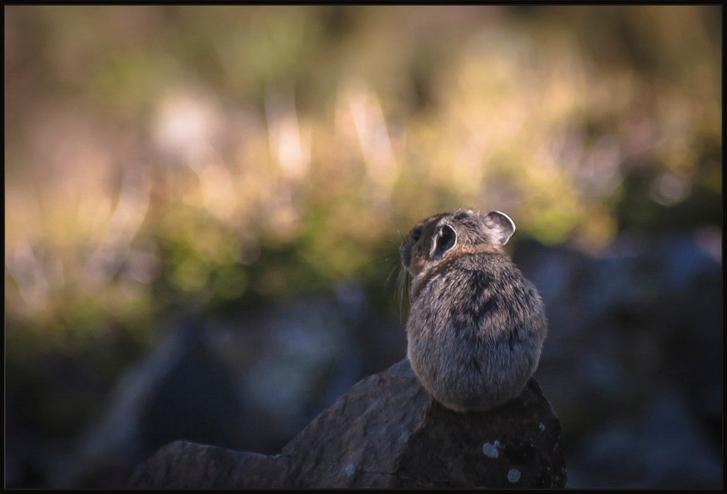 Wheeler Peak Pika