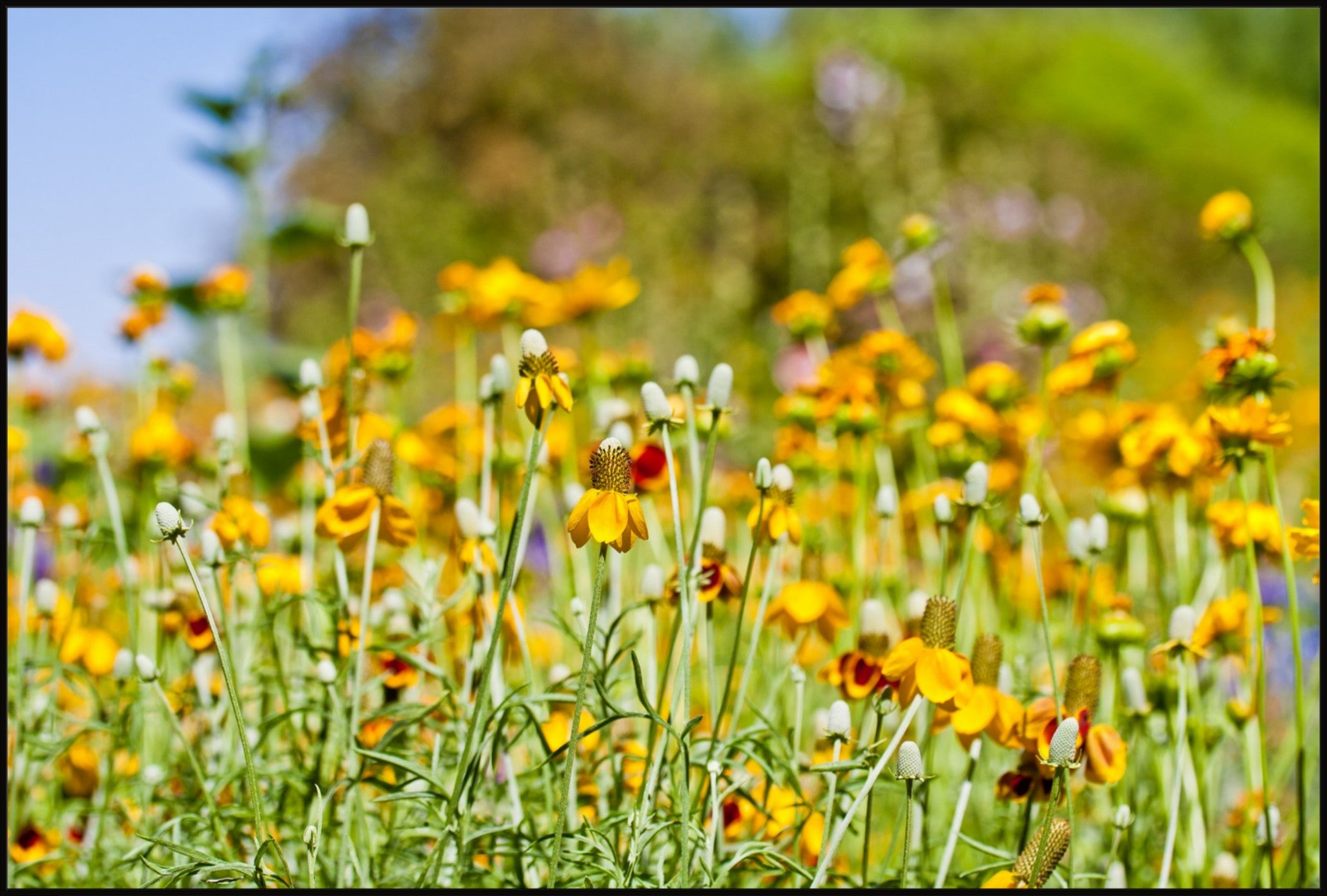 Summer Wildflowers