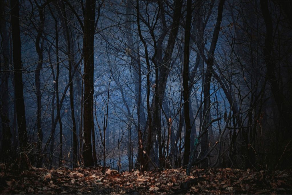 Foggy Hardwood Forest