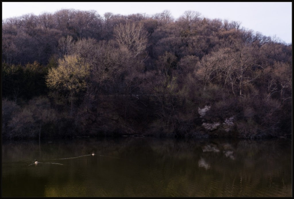 Dogwood Reflections I