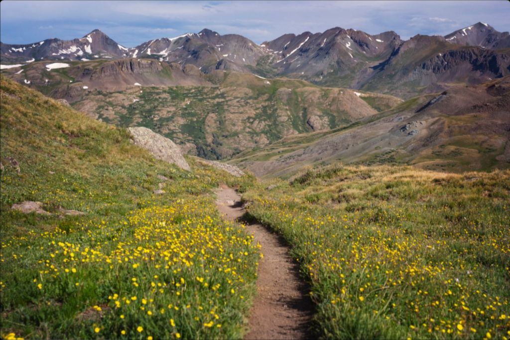 Wildflower Corridor