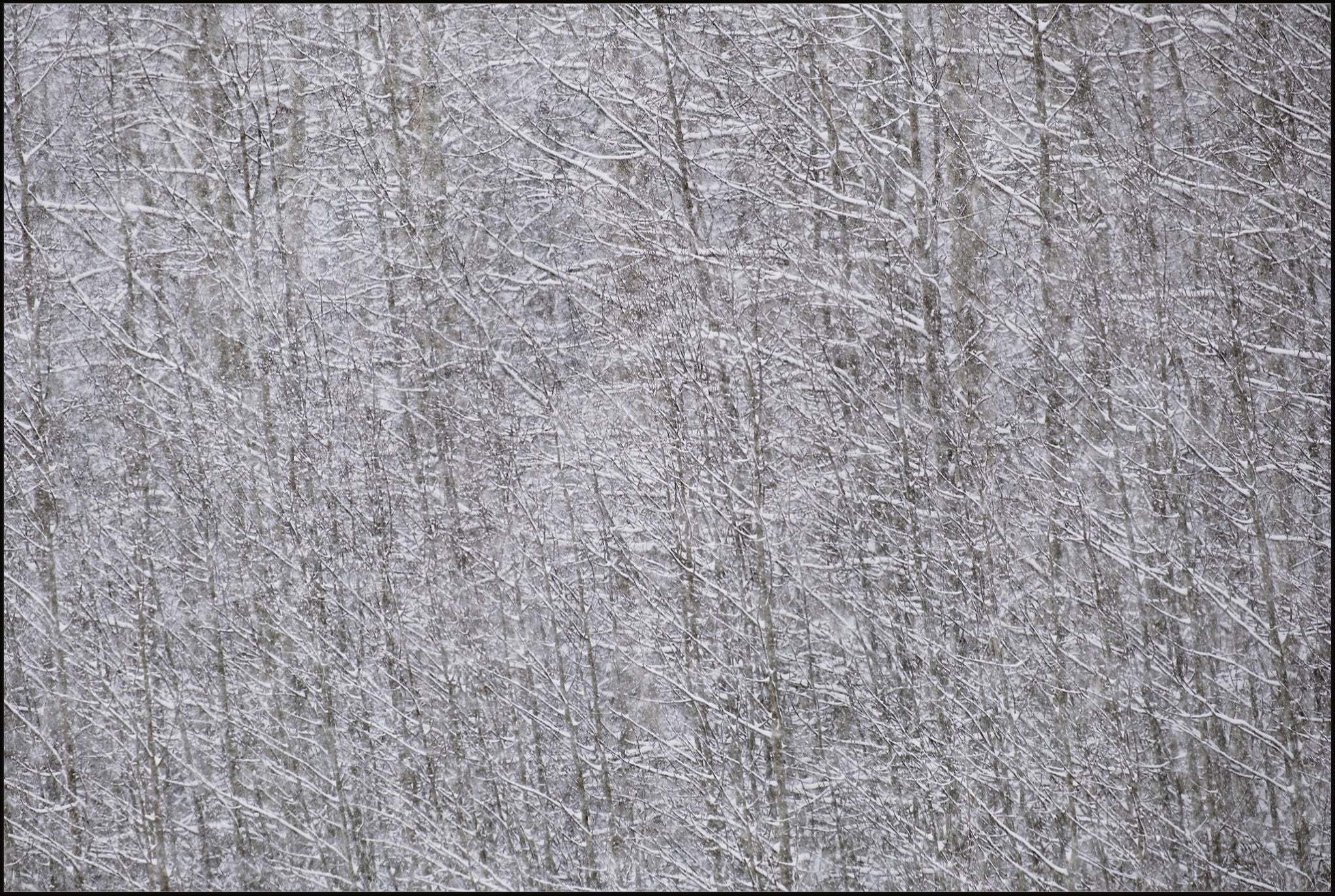 Heavy Snow & Forest Abstract I