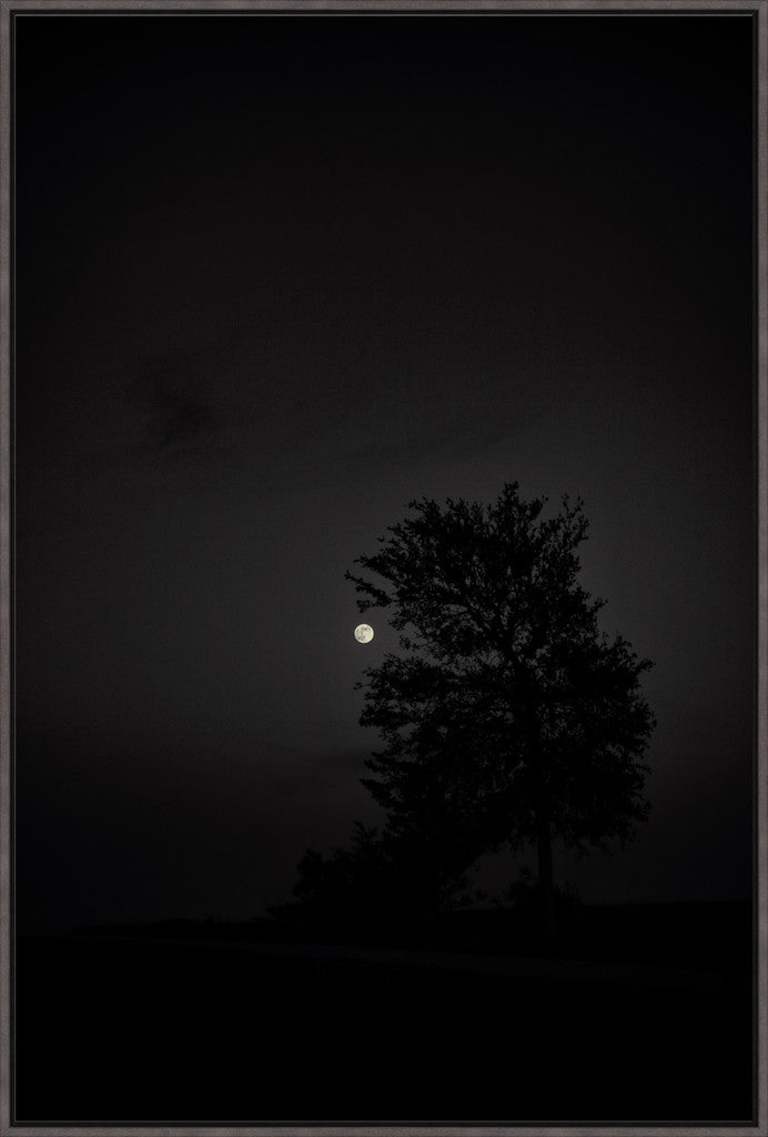 Full Moon and Tree Silhouette