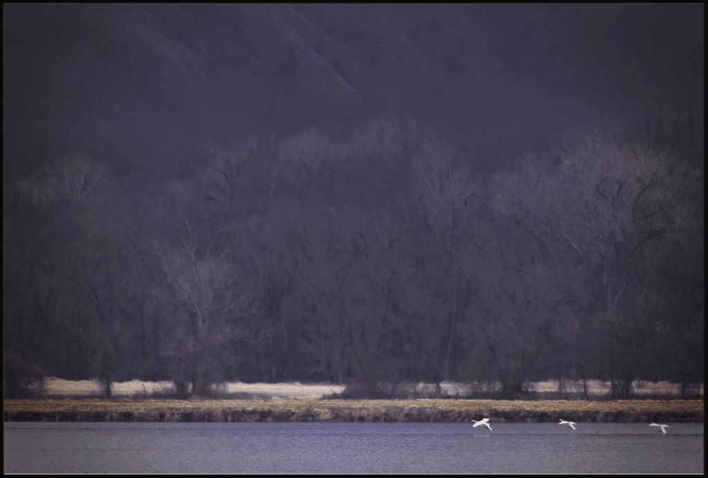 Snow Geese Take Flight