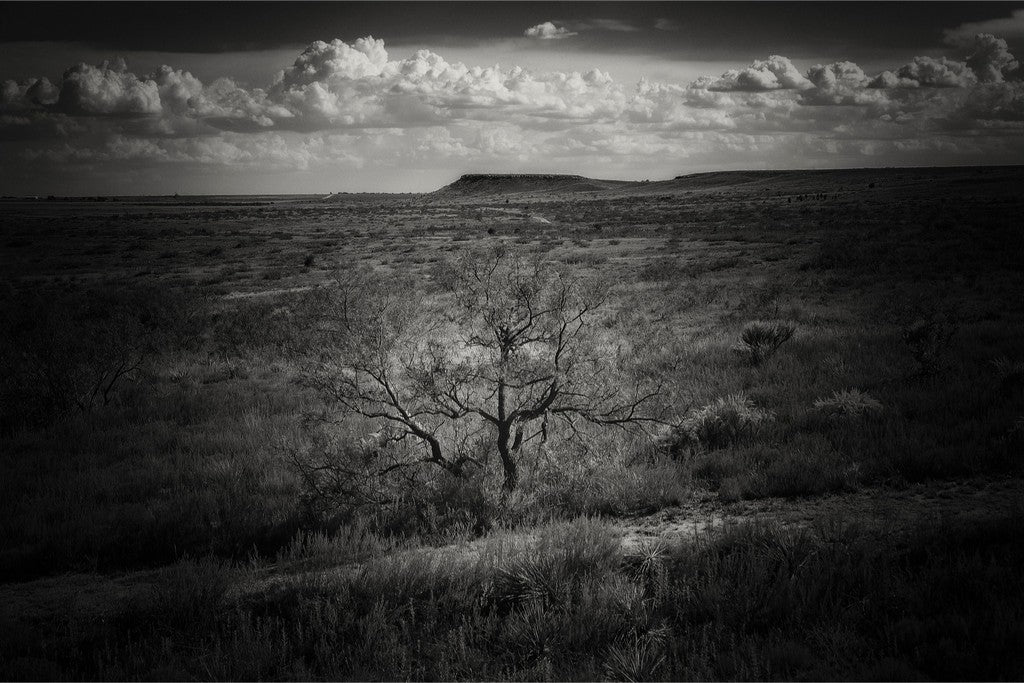 Muleshoe Monochrome
