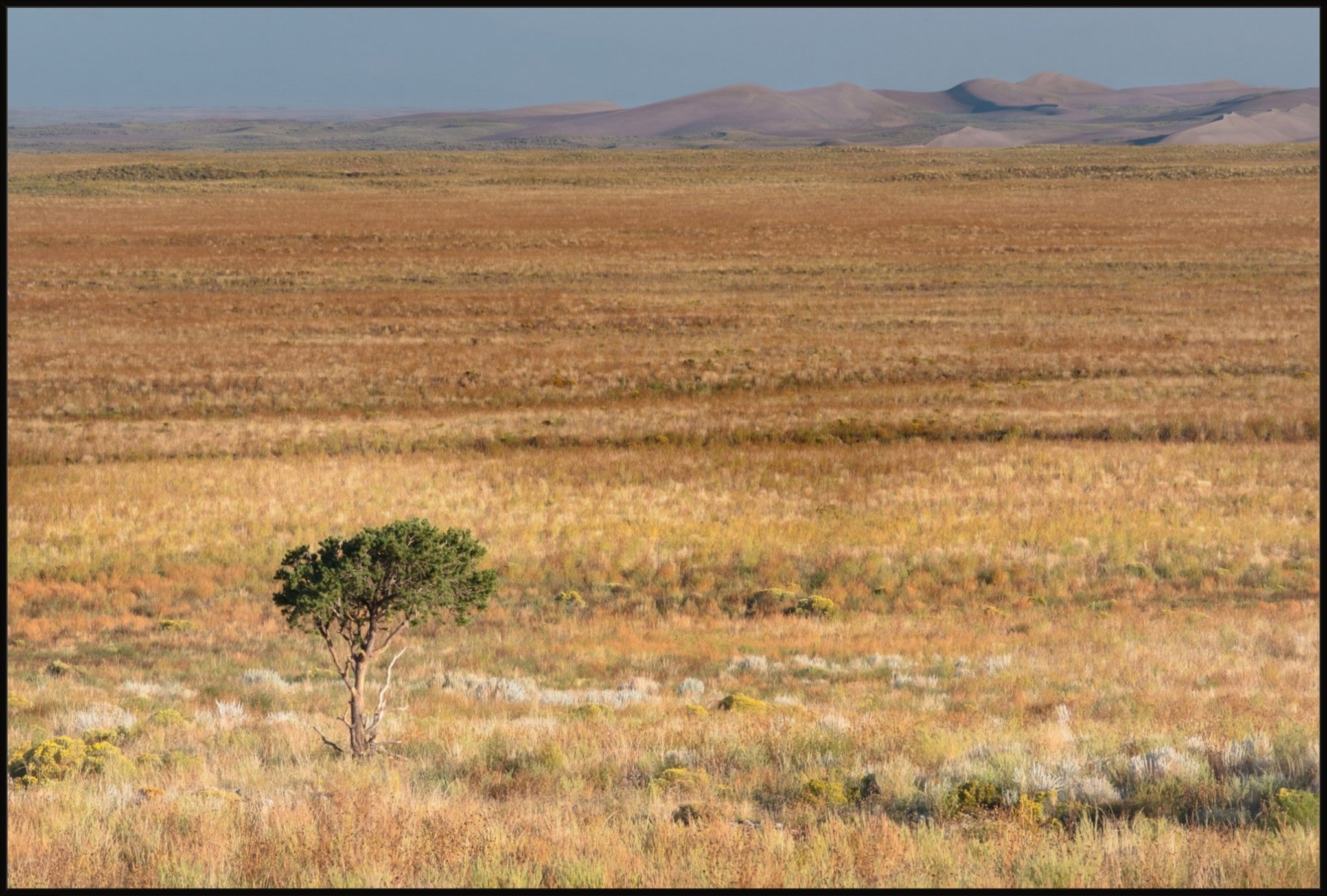 Tiny Tree and Sand Dunes