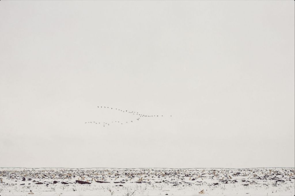 Geese Over Snowy Field