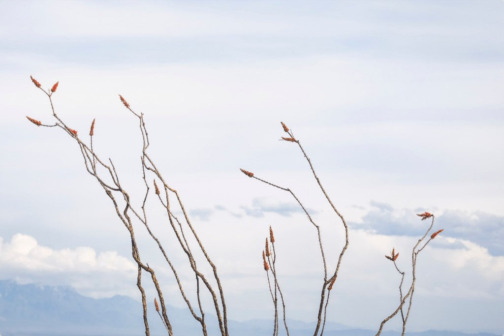 Ocotillo and Clouds