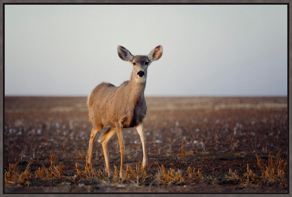 Curious Mule Deer Doe I