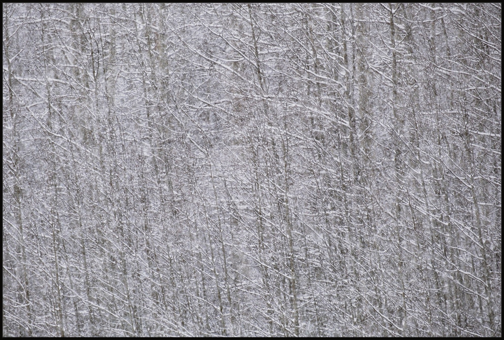 Heavy Snow & Forest Abstract I