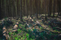 Forest Floor