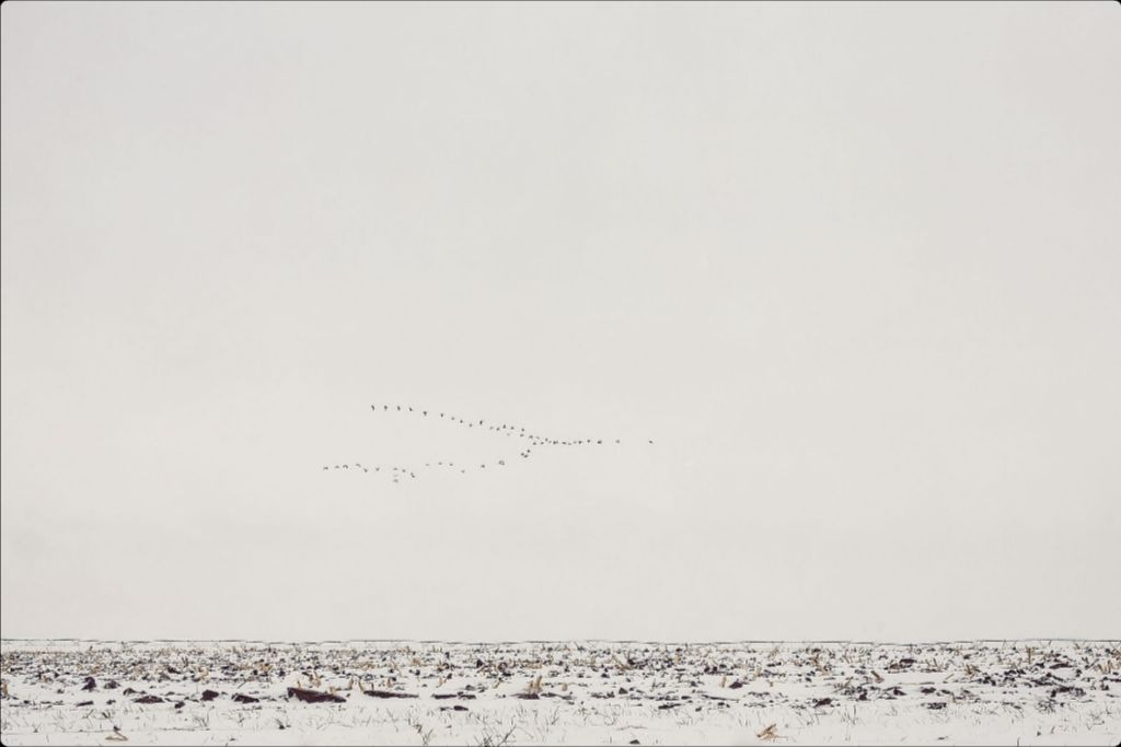 Geese Over Snowy Field