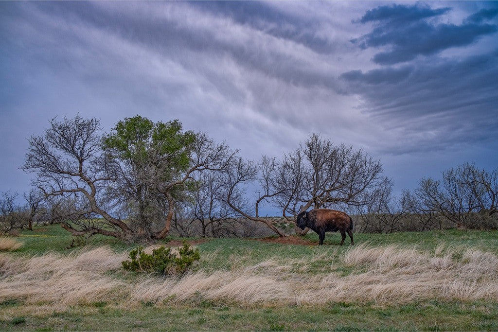 Caprock Bison II