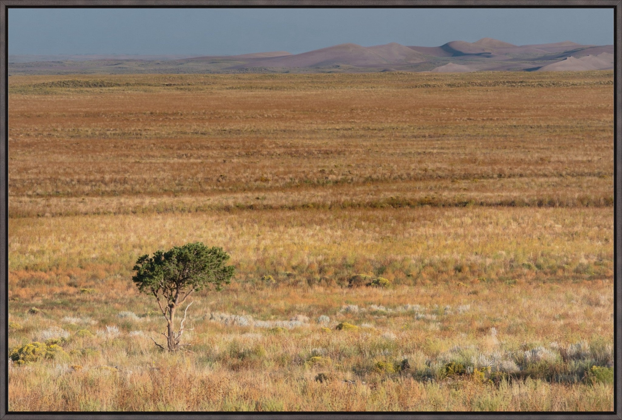 Tiny Tree and Sand Dunes