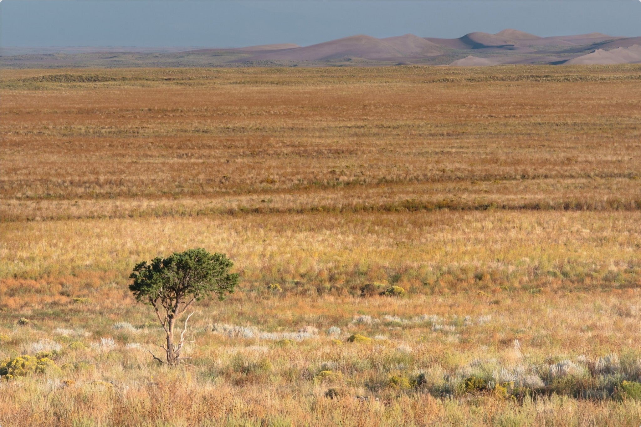 Tiny Tree and Sand Dunes