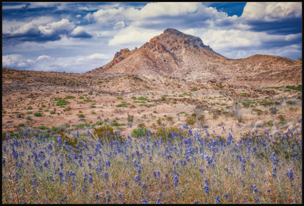 Bluebonnet Sky