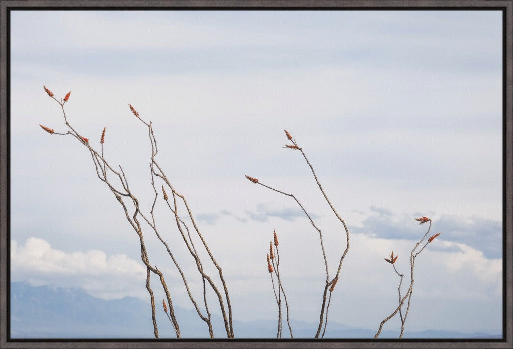 Ocotillo and Clouds