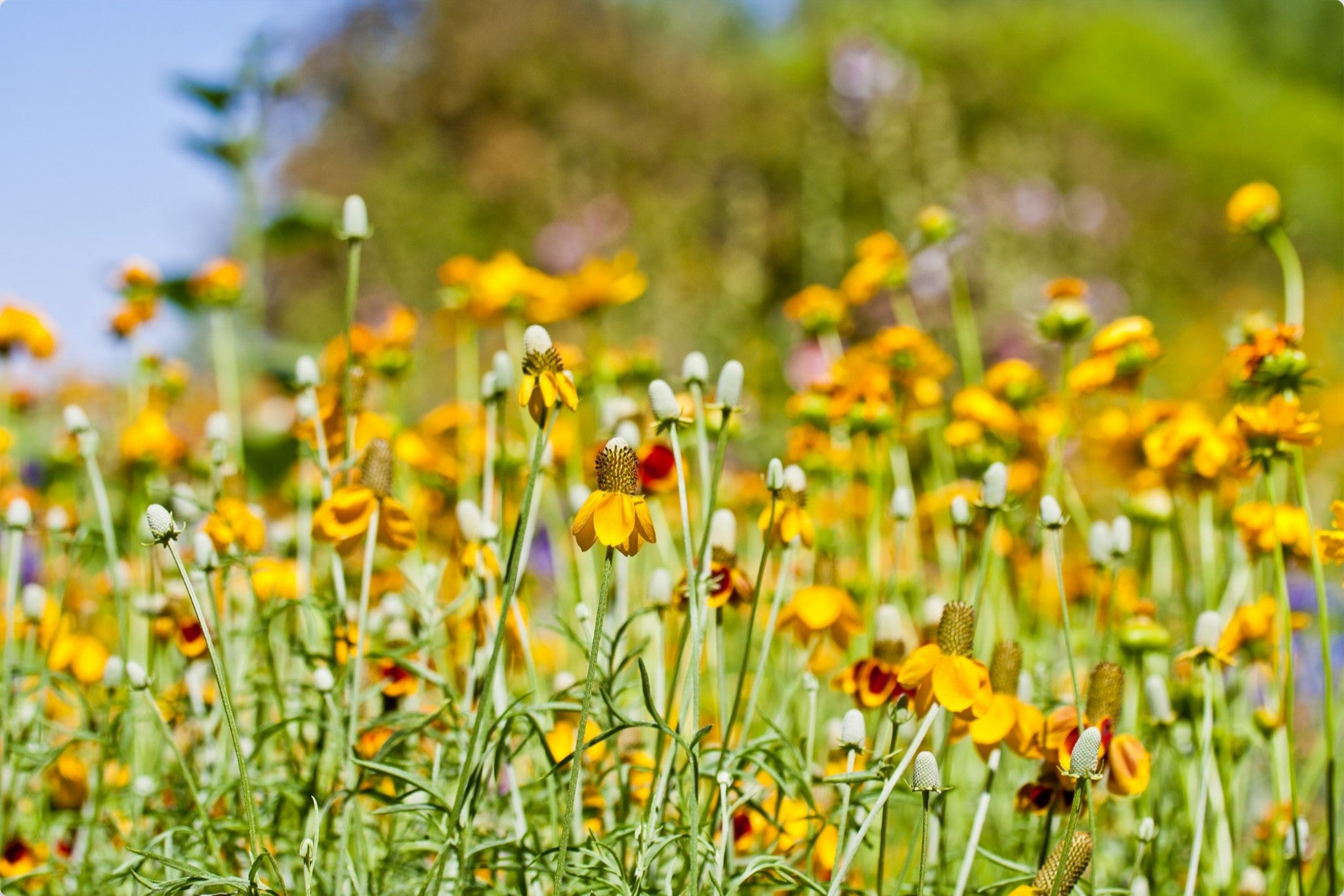 Summer Wildflowers
