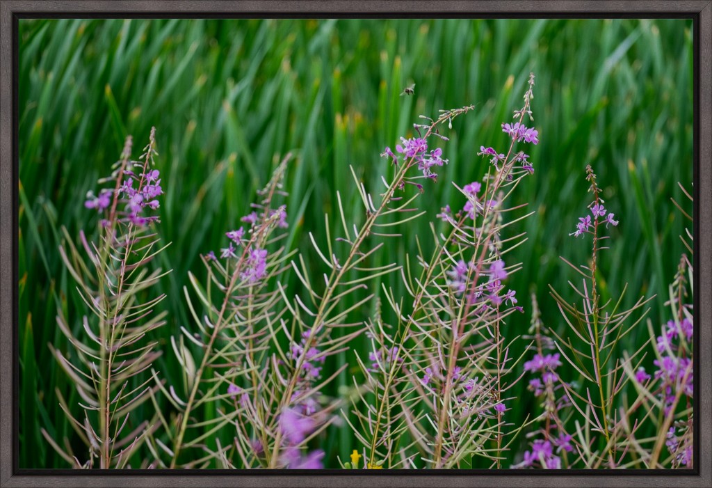 Purple Wildflowers + Bee