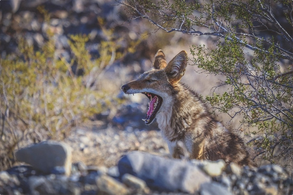 Coyote Yawn