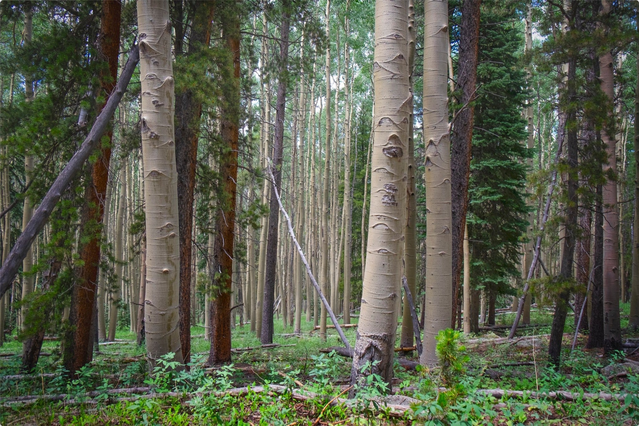 Trailside Perspective