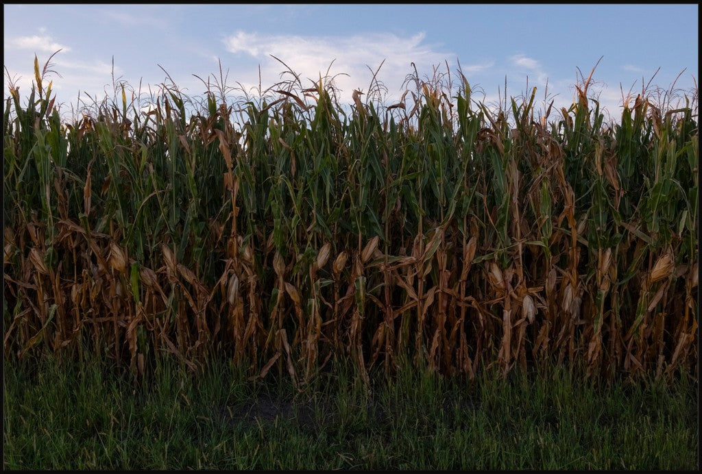 Land of the Tall Corn I