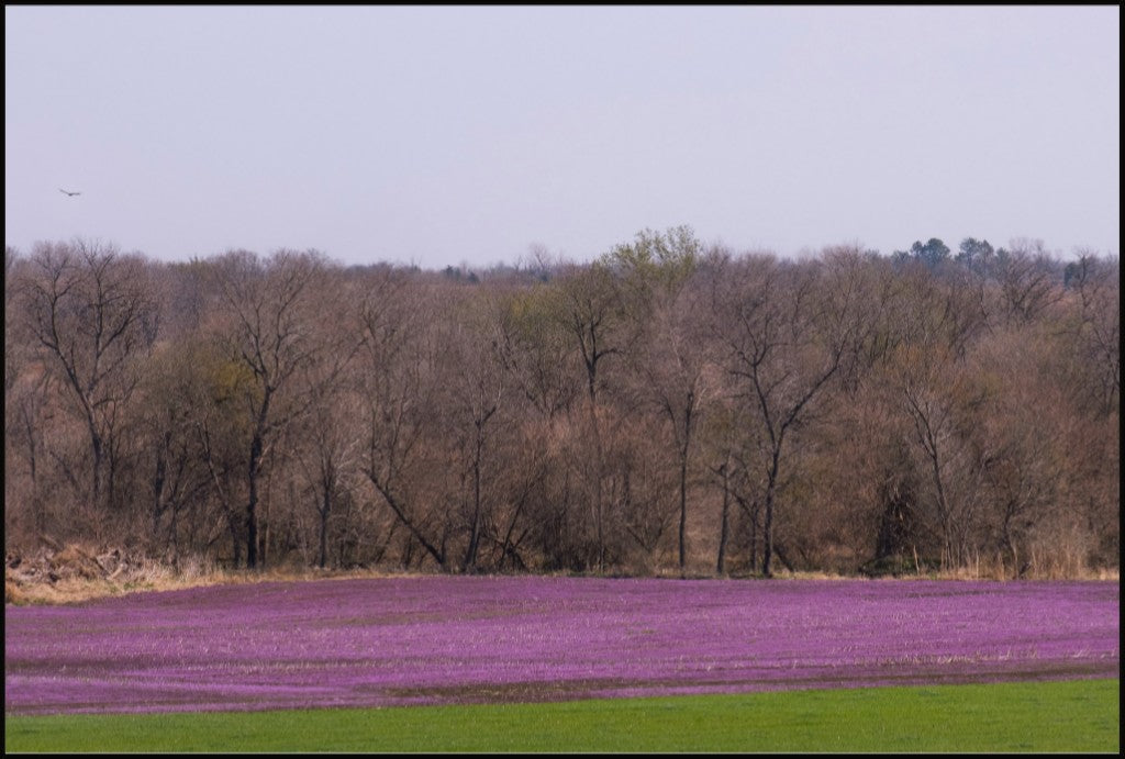 Spring Henbit