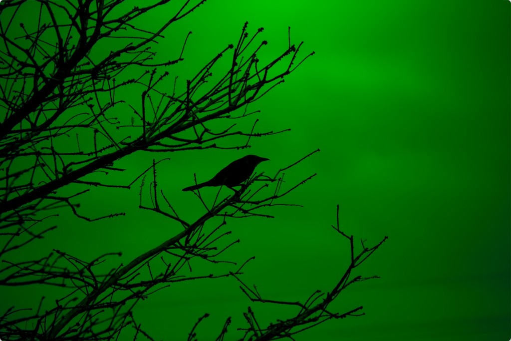 Grackle Silhouette on Green