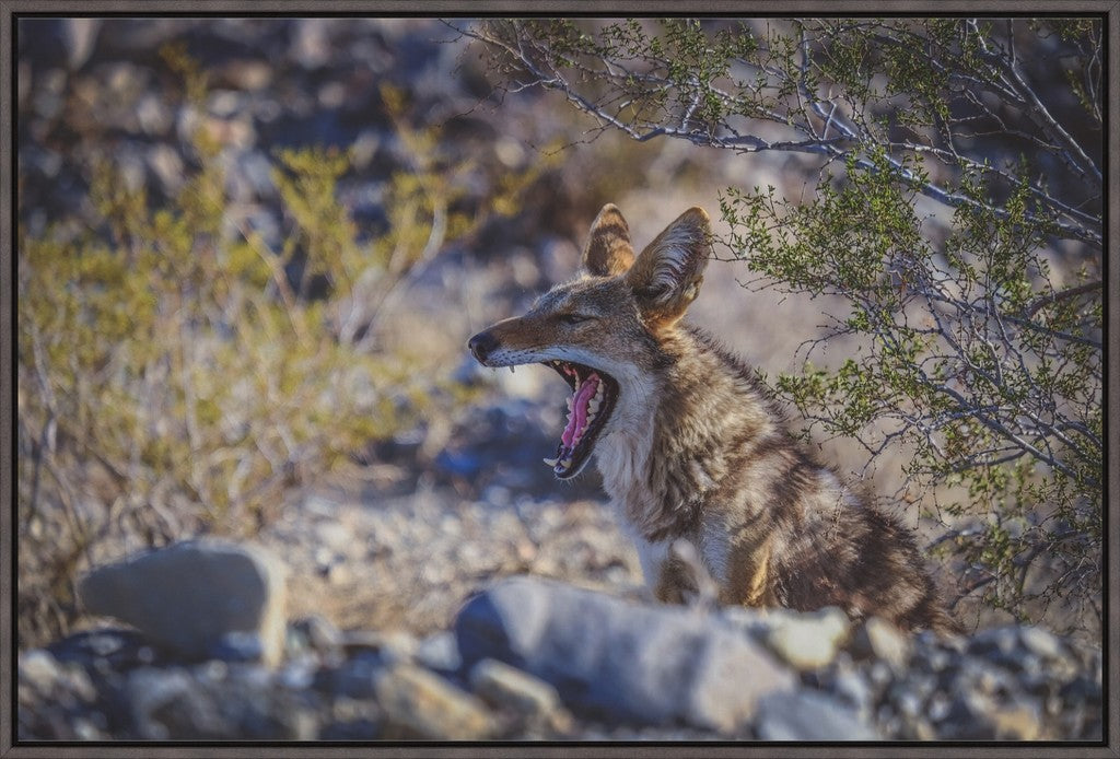 Coyote Yawn