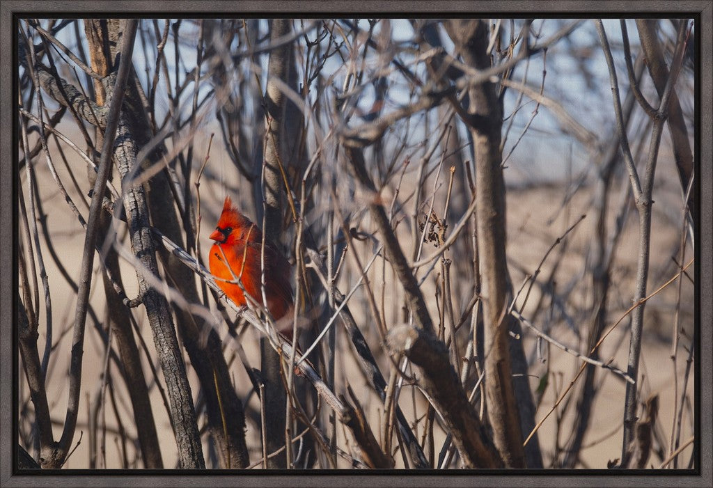 Northern Cardinal in Winter