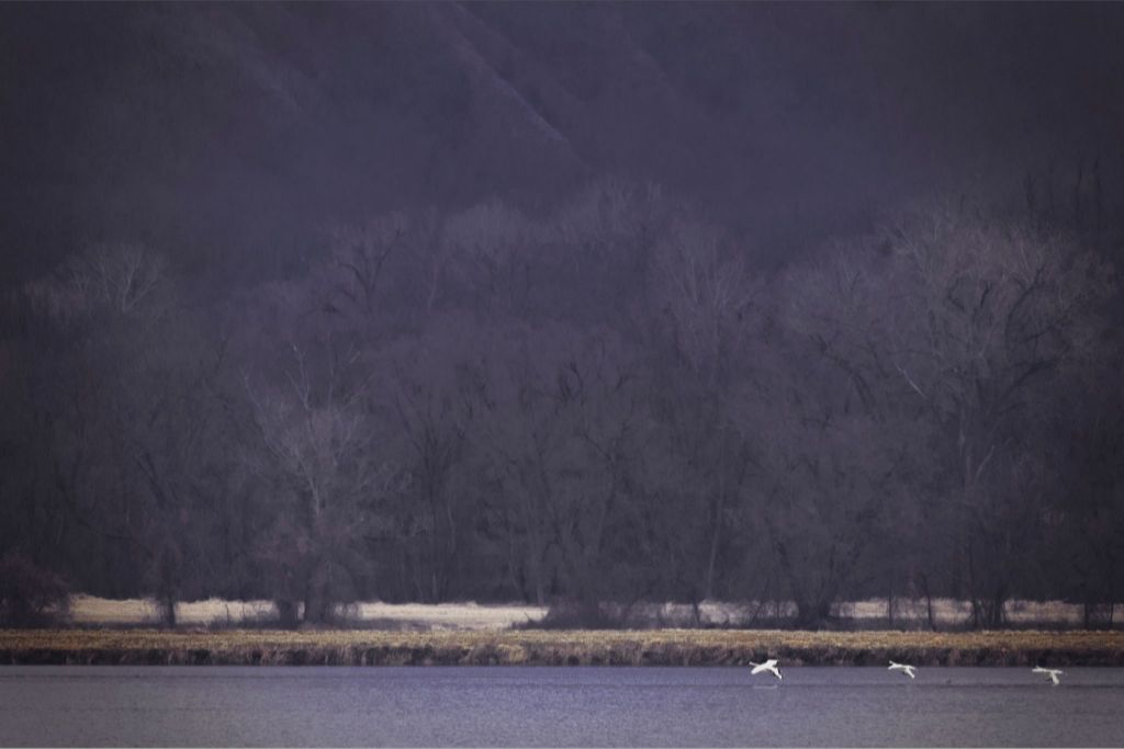 Snow Geese Take Flight