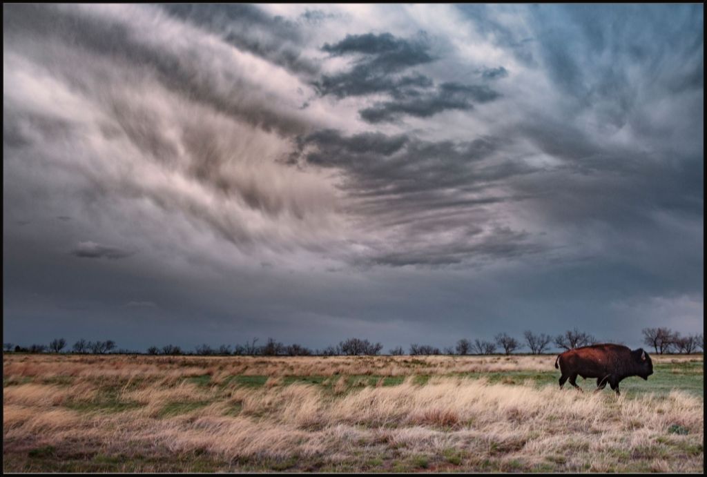 Caprock Bison