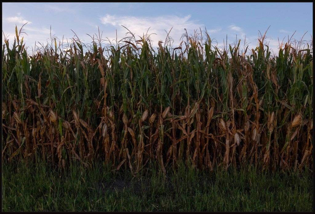 Land of the Tall Corn I