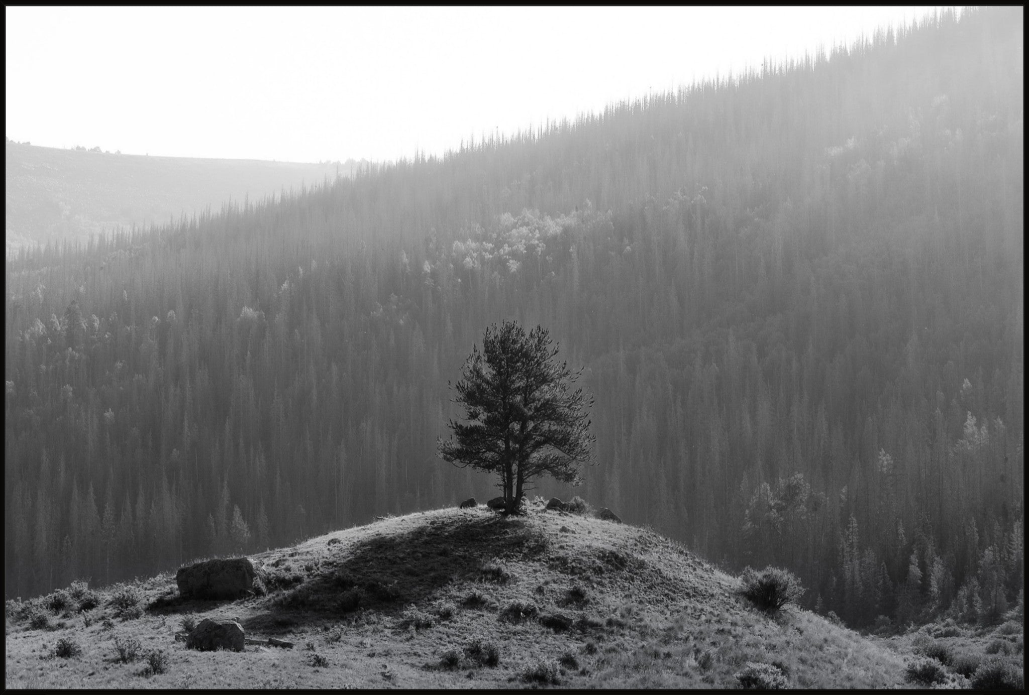 Tree on a Hill