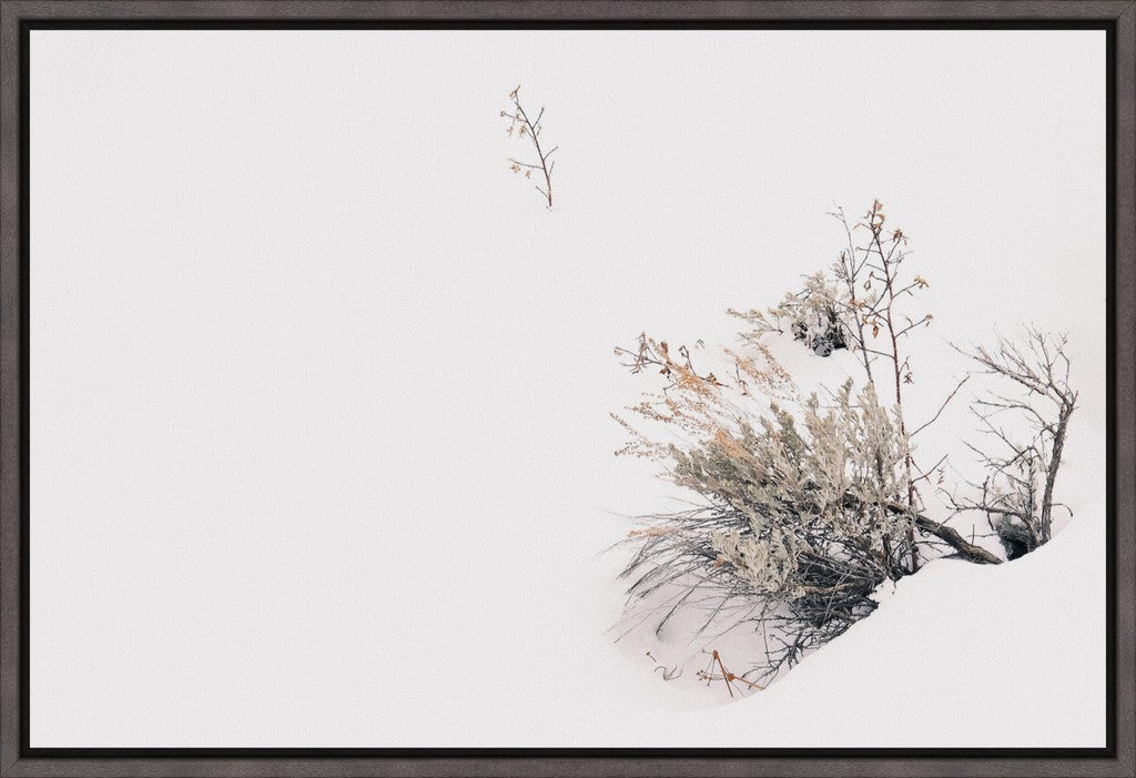 Rabbitbrush in Snow