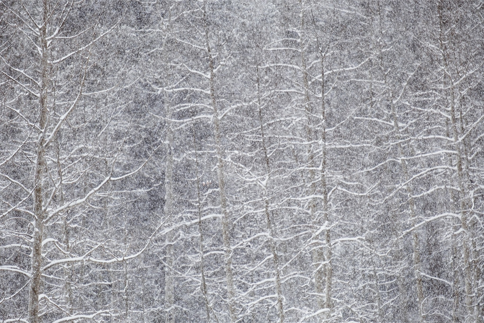 Heavy Snow & Forest Abstract IV
