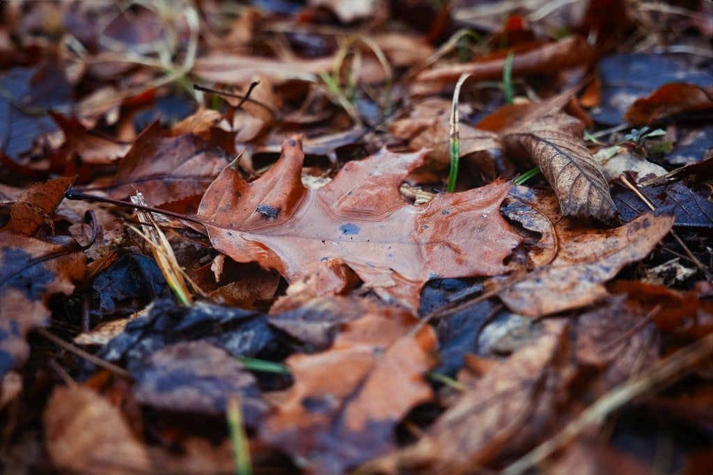 Water Pooled on Fallen Leaf