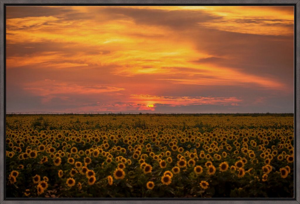 Sunflower Sunset