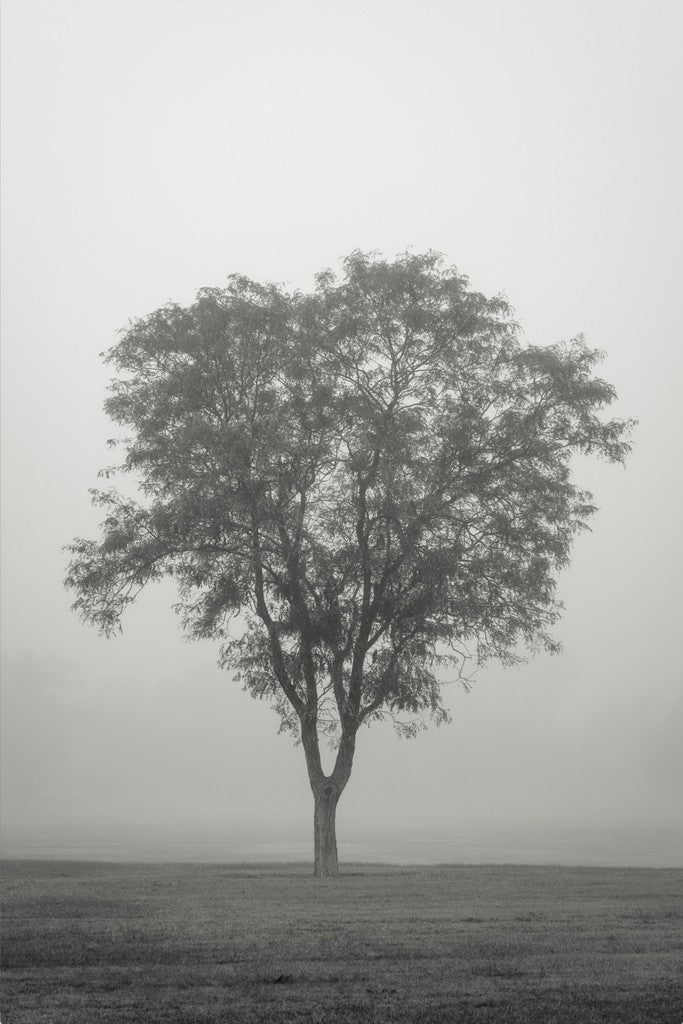Tree in Fog