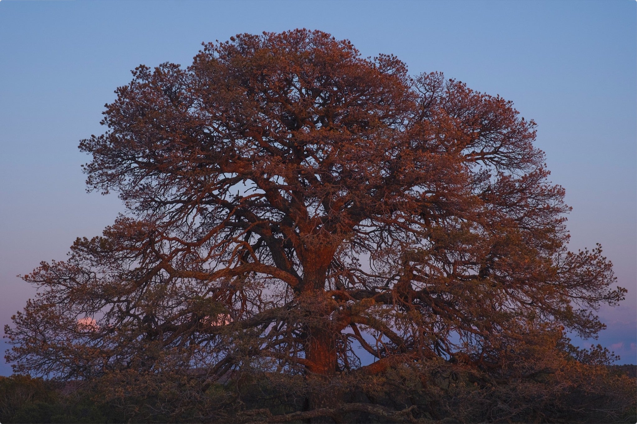 Blue Hour Pine