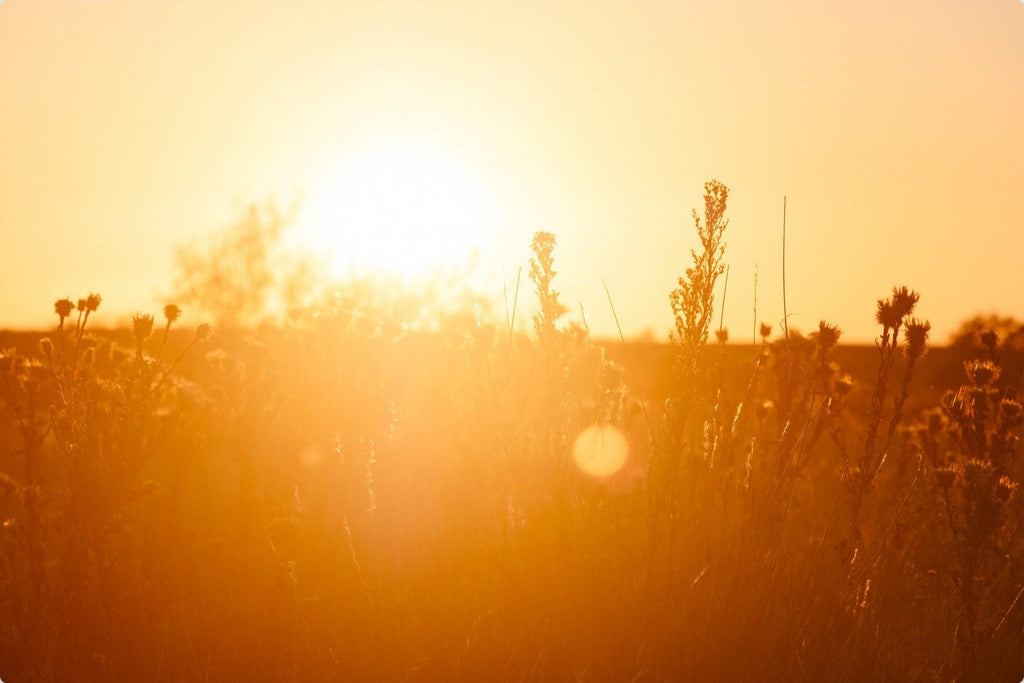 South Plains Sunset